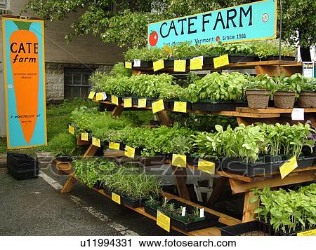 Stock Image -  Montpelier, VT, Vermont, Farmer's Market, vendor, herb plants displayed, for sale. Fotosearch