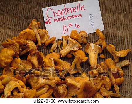 Stock Image -  Montpelier, VT, Vermont, Farmer's Market, Chanterelle, Wild Mushrooms. Fotosearch