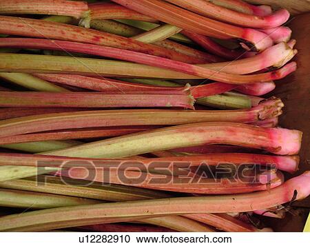 Stock Image -  Montpelier, VT, Vermont, Farmer's Market, Rhubarb. Fotosearch