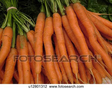 Montpelier, VT, Vermont, Farmer's Market, carrots, bunches View Large Photo Image Stock Image - Montpelier, VT, Vermont, Farmer's Market, carrots, bunches. Fotosearch