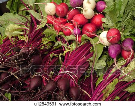 Montpelier, VT, Vermont, Farmer's Market, turnips, beets, vegetables View Large Photo Image Stock Image - Montpelier, VT, Vermont, Farmer's Market, turnips, beets, vegetables. Fotosearch
