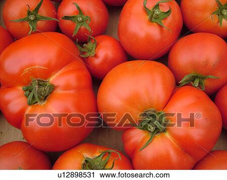 Stock Image -  Montpelier, VT, Vermont, Farmer's Market, tomatoes. Fotosearch