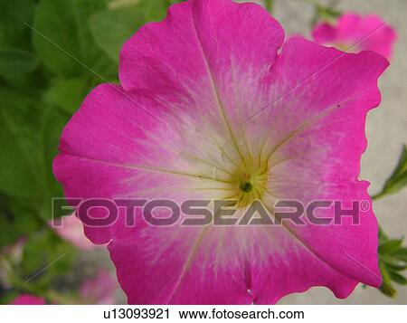 Montpelier, VT, Vermont, Farmer's Market, pink Petunia, flower View Large Photo Image Stock Image - Montpelier, VT, Vermont, Farmer's Market, pink Petunia, flower. Fotosearch