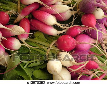 Stock Image -  Montpelier, VT, Vermont, Farmer's Market, radishes. Fotosearch