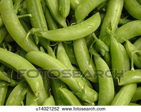 Montpelier, VT, Vermont, Farmer's Market, sugar snap peas View Large Photo Image Stock Image - Montpelier, VT, Vermont, Farmer's Market, sugar snap peas. Fotosearch