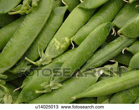 Montpelier, VT, Vermont, Farmer's Market, shell peas View Large Photo Image Stock Image - Montpelier, VT, Vermont, Farmer's Market, shell peas. Fotosearch