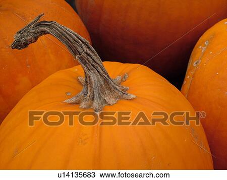 Montpelier, VT, Vermont, Farmer's Market, Pumpkins View Large Photo Image Stock Image - Montpelier, VT, Vermont, Farmer's Market, Pumpkins. Fotosearch