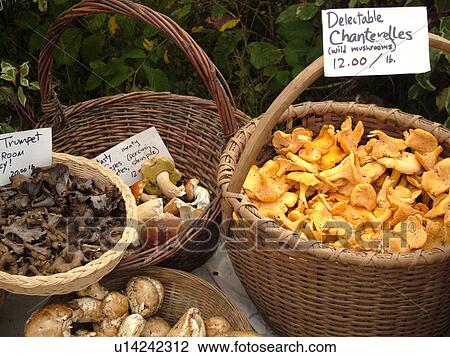 Stock Image -  Montpelier, VT, Vermont, Farmer's Market, Mushrooms. Fotosearch