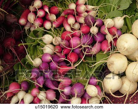 Stock Image -  Montpelier, VT, Vermont, Farmer's Market, radishes, turnips. Fotosearch