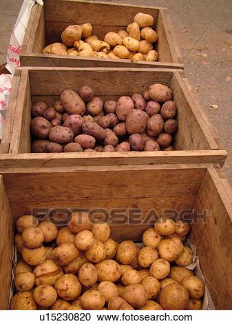 Montpelier, VT, Vermont, Farmer's Market, Potatoes View Large Photo Image Stock Image - Montpelier, VT, Vermont, Farmer's Market, Potatoes. Fotosearch