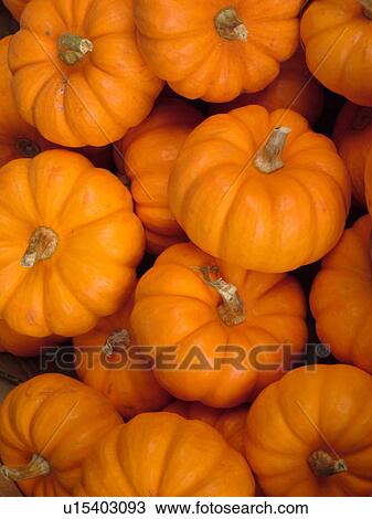 Stock Image -  Montpelier, VT, Vermont, Farmer's Market, Small Pumpkins. Fotosearch
