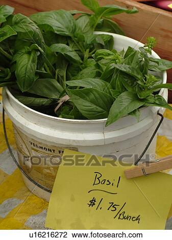 Stock Image -  Montpelier, VT, Vermont, Farmer's Market, fresh basil. Fotosearch