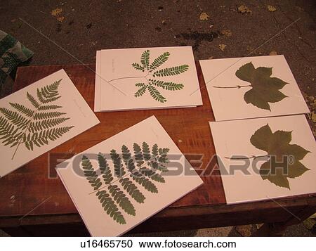 Stock Image -  Montpelier, VT, Vermont, Farmer's Market, hand-made, tiles, pressed ferns, leaves. Fotosearch
