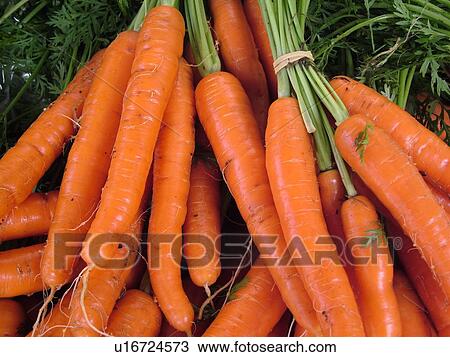 Stock Image -  Montpelier, VT, Vermont, Farmer's Market, carrots, bunches. Fotosearch