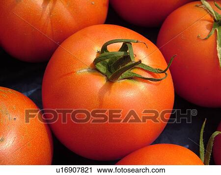Stock Image -  Montpelier, VT, Vermont, Farmer's Market, Tomatoes. Fotosearch