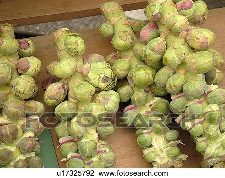 Stock Image -  Montpelier, VT, Vermont, Farmer's Market, Brussel Sprouts. Fotosearch