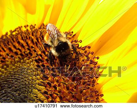 Stock Image -  Montpelier, VT, Vermont, Farmer's Market, Sunflower, bumblebee. Fotosearch