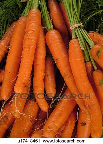 Montpelier, VT, Vermont, Farmer's Market, carrots, bunches View Large Photo Image Stock Image - Montpelier, VT, Vermont, Farmer's Market, carrots, bunches. Fotosearch