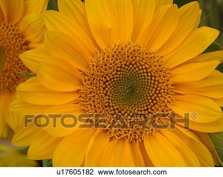 Stock Image -  Montpelier, VT, Vermont, Farmer's Market, Sunflower. Fotosearch