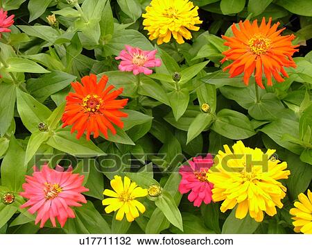 Stock Image -  Montpelier, VT, Vermont, Farmer's Market, zinnias, flowers. Fotosearch