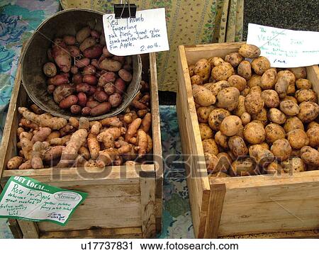 Stock Image -  Montpelier, VT, Vermont, Farmer's Market, potatoes, Rose Fir Apple Potatoes, Red Thumb Fingerling, Yellow. Fotosearch