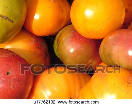 Stock Image -  Montpelier, VT, Vermont, Farmer's Market, Tomatoes. Fotosearch