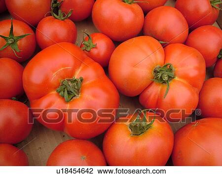 Montpelier, VT, Vermont, Farmer's Market, tomatoes View Large Photo Image Stock Image - Montpelier, VT, Vermont, Farmer's Market, tomatoes. Fotosearch