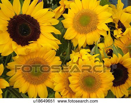 Stock Image -  Montpelier, VT, Vermont, Farmer's Market, Sunflowers. Fotosearch
