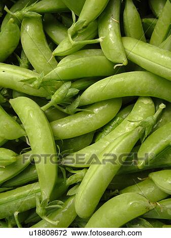 Montpelier, VT, Vermont, Farmer's Market, sugar snap peas View Large Photo Image Stock Image - Montpelier, VT, Vermont, Farmer's Market, sugar snap peas. Fotosearch