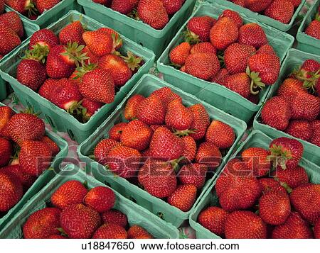 Montpelier, VT, Vermont, Farmer's Market, strawberries View Large Photo Image Stock Image - Montpelier, VT, Vermont, Farmer's Market, strawberries. Fotosearch