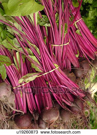 Stock Image -  Montpelier, VT, Vermont, Farmer's Market, beets. Fotosearch