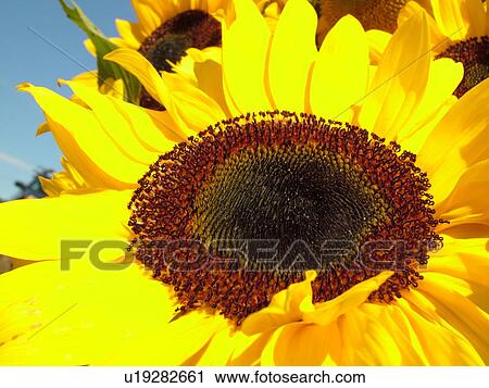 Stock Image -  Montpelier, VT, Vermont, Farmer's Market, Sunflower. Fotosearch
