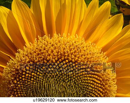 Montpelier, VT, Vermont, Farmer's Market, Sunflower View Large Photo Image Stock Image - Montpelier, VT, Vermont, Farmer's Market, Sunflower. Fotosearch