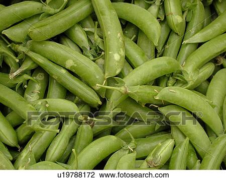 Montpelier, VT, Vermont, Farmer's Market, Sugar Snap Peas View Large Photo Image Stock Image - Montpelier, VT, Vermont, Farmer's Market, Sugar Snap Peas. Fotosearch