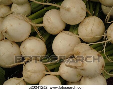 Stock Image -  Montpelier, VT, Vermont, Farmer's Market, turnips. Fotosearch
