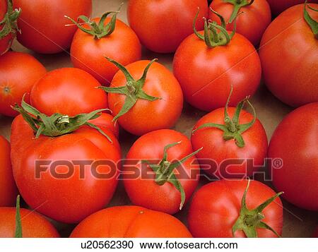 Stock Image -  Montpelier, VT, Vermont, Farmer's Market, tomatoes. Fotosearch