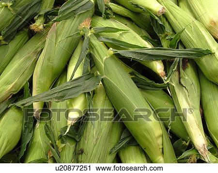 Montpelier, VT, Vermont, Farmer's Market, Corn, cobs View Large Photo Image Stock Image - Montpelier, VT, Vermont, Farmer's Market, Corn, cobs. Fotosearch