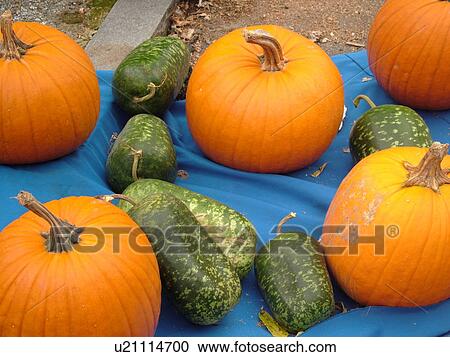 Stock Image -  Montpelier, VT, Vermont, Farmer's Market, Pumpkins, Gourds. Fotosearch