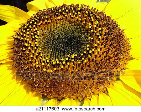 Montpelier, VT, Vermont, Farmer's Market, Sunflower View Large Photo Image Stock Image - Montpelier, VT, Vermont, Farmer's Market, Sunflower. Fotosearch