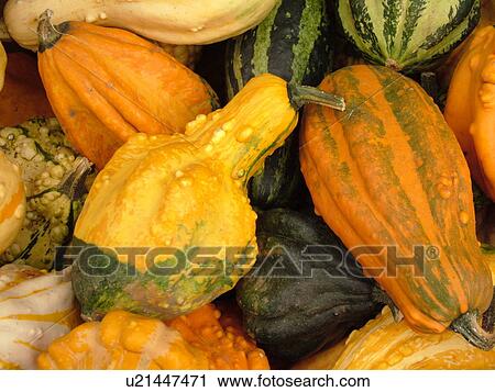 Stock Image -  Montpelier, VT, Vermont, Farmer's Market, Gourds. Fotosearch
