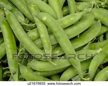 Montpelier, VT, Vermont, Farmer's Market, sugar snap peas View Large Photo Image Stock Image - Montpelier, VT, Vermont, Farmer's Market, sugar snap peas. Fotosearch