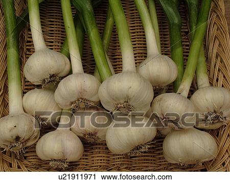 Montpelier, VT, Vermont, Farmer's Market, Garlic View Large Photo Image Stock Image - Montpelier, VT, Vermont, Farmer's Market, Garlic . Fotosearch