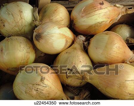 Montpelier, VT, Vermont, Farmer's Market, onions View Large Photo Image Stock Image - Montpelier, VT, Vermont, Farmer's Market, onions. Fotosearch