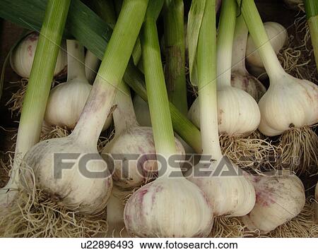 Stock Image -  Montpelier, VT, Vermont, Farmer's Market, Garlic . Fotosearch