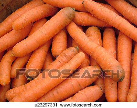 Montpelier, VT, Vermont, Farmer's Market, Carrots View Large Photo Image Stock Image - Montpelier, VT, Vermont, Farmer's Market, Carrots. Fotosearch