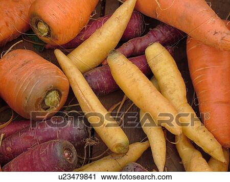 Montpelier, VT, Vermont, Farmer's Market, Carrots View Large Photo Image Stock Image - Montpelier, VT, Vermont, Farmer's Market, Carrots. Fotosearch