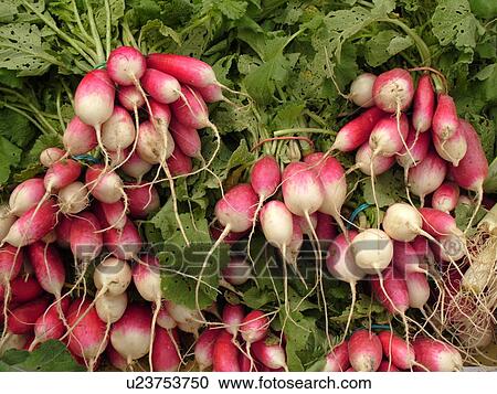Montpelier, VT, Vermont, Farmer's Market, radishes View Large Photo Image Stock Image - Montpelier, VT, Vermont, Farmer's Market, radishes. Fotosearch