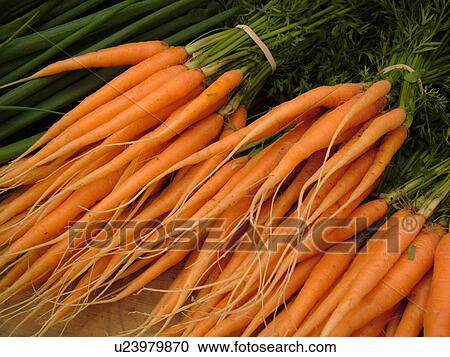Montpelier, VT, Vermont, Farmer's Market, carrots, bunches View Large Photo Image Stock Image - Montpelier, VT, Vermont, Farmer's Market, carrots, bunches. Fotosearch