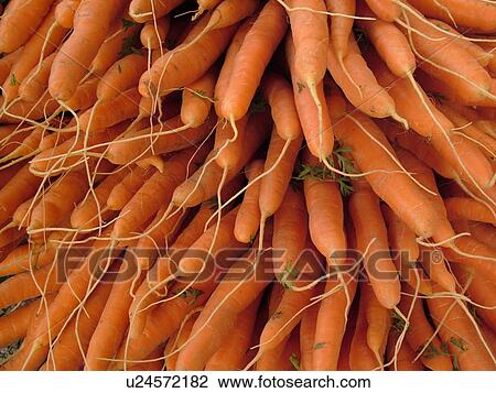 Stock Image -  Montpelier, VT, Vermont, Farmer's Market, carrots, bunches. Fotosearch