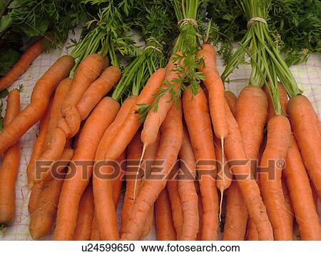 Montpelier, VT, Vermont, Farmer's Market, carrots, bunches View Large Photo Image Stock Image - Montpelier, VT, Vermont, Farmer's Market, carrots, bunches. Fotosearch